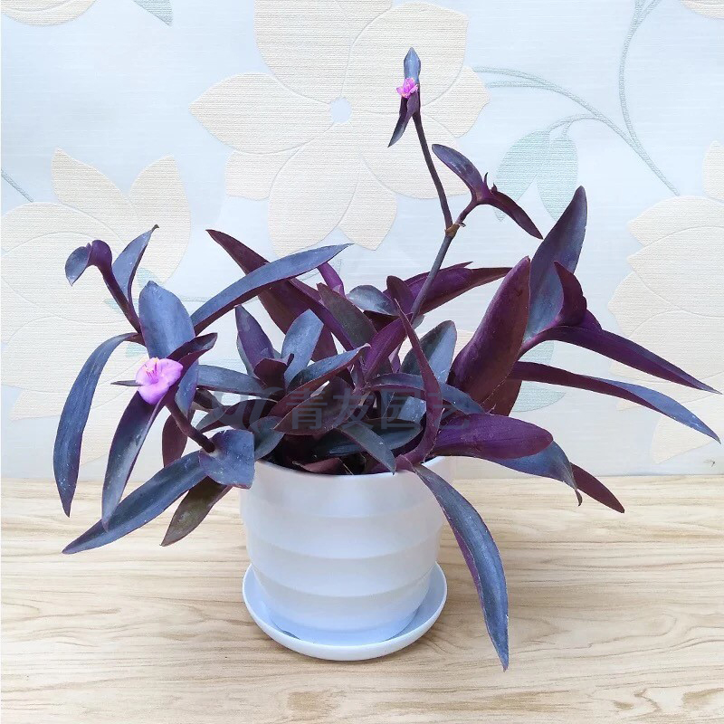 紫罗兰-1