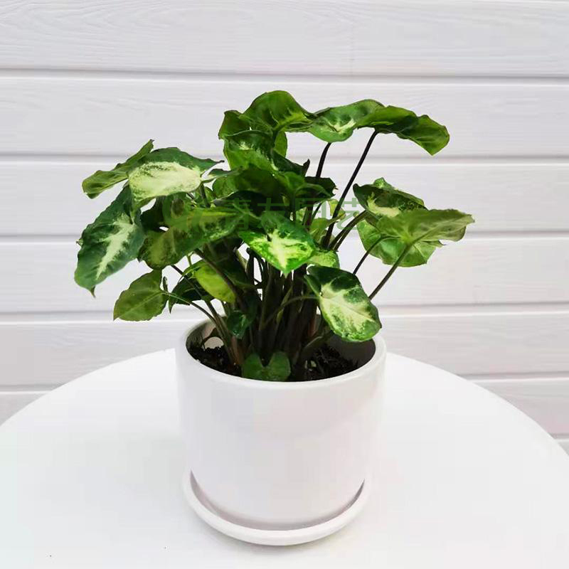 绿精灵-1