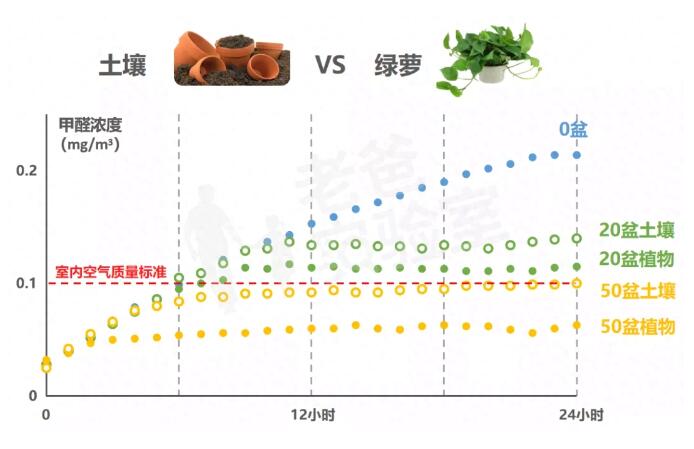 公司用绿萝除有毒气体，到底靠不靠谱？
